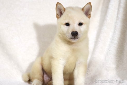成約済の滋賀県の柴犬-343278の4枚目