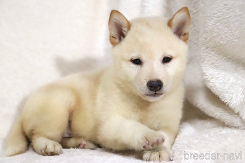 成約済の滋賀県の柴犬-343278の3枚目