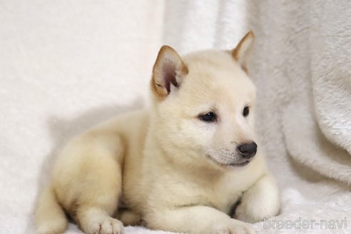 成約済の滋賀県の柴犬-343278の2枚目