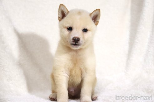 成約済の滋賀県の柴犬-343280の7枚目