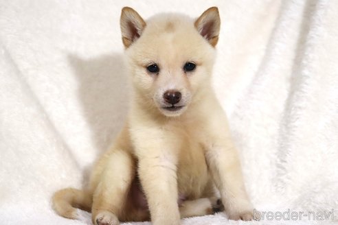 成約済の滋賀県の柴犬-343280の6枚目
