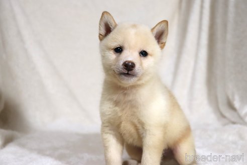 成約済の滋賀県の柴犬-343280の5枚目