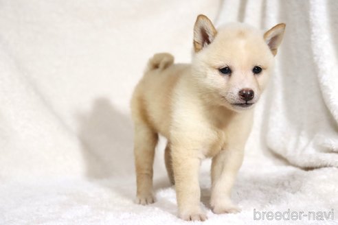成約済の滋賀県の柴犬-343280の4枚目