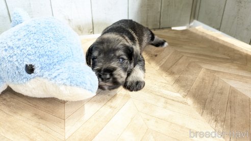 成約済の熊本県のミニチュアシュナウザー-340464の14枚目