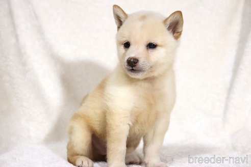 成約済の滋賀県の柴犬-343280の3枚目