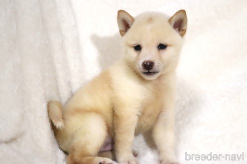 成約済の滋賀県の柴犬-343280の2枚目
