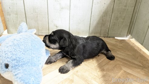 成約済の熊本県のミニチュアシュナウザー-343286の2枚目