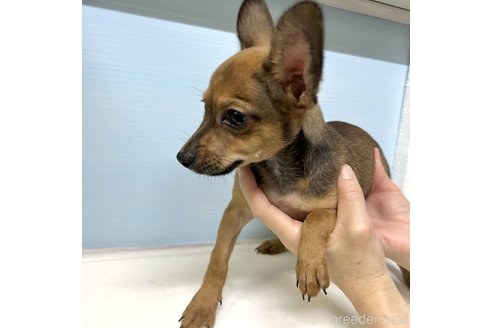 成約済の栃木県のチワックス:チワワ×ミニチュアダックスフンド-329576の5枚目