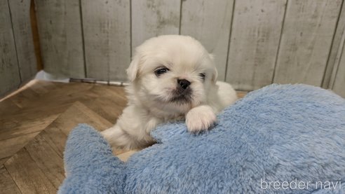成約済の熊本県のペキニーズ-338455の19枚目