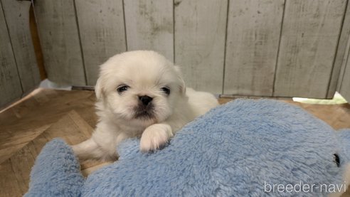 成約済の熊本県のペキニーズ-338455の16枚目