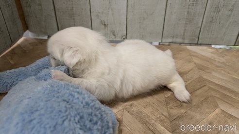成約済の熊本県のペキニーズ-338455の18枚目
