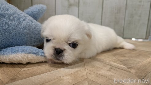 成約済の熊本県のペキニーズ-338455の17枚目