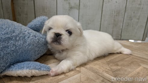 成約済の熊本県のペキニーズ-338455の15枚目