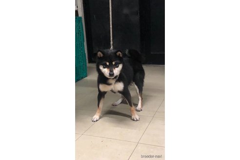 胡蝶姬ちゃん1枚目