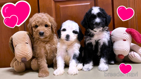 成約済の茨城県のミックス犬-334328の2枚目
