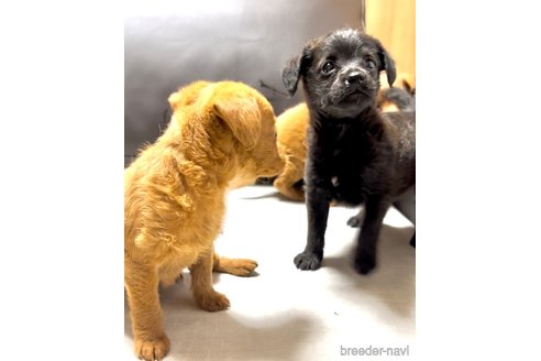 成約済の奈良県のミックス犬-338554の12枚目