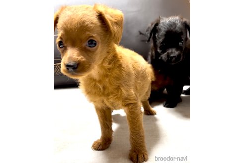 成約済の奈良県のミックス犬-338554の10枚目