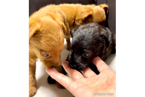 成約済の奈良県のミックス犬-338554の8枚目