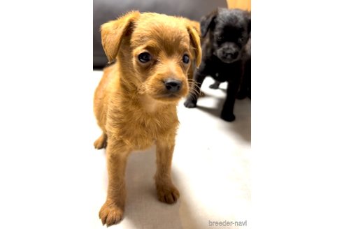 成約済の奈良県のミックス犬-338554の9枚目