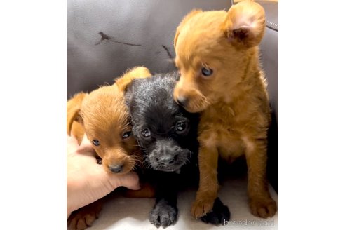 成約済の奈良県のミックス犬-338554の5枚目