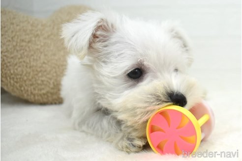 成約済の愛知県のミニチュアシュナウザー-341150の2枚目