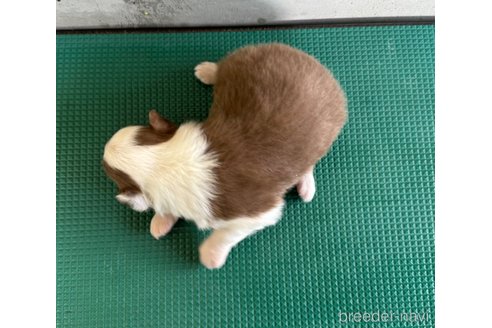 成約済の山梨県のオーストラリアンシェパード-340696の9枚目