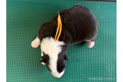成約済の山梨県のオーストラリアンシェパード-343328の13枚目