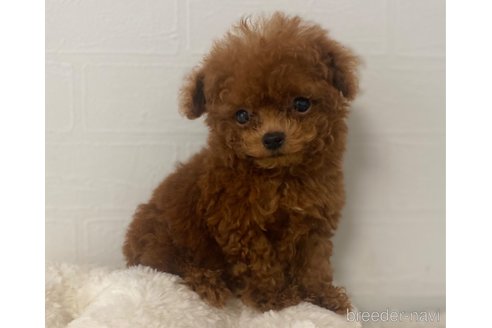 成約済の静岡県のティーカッププードル-343264の5枚目