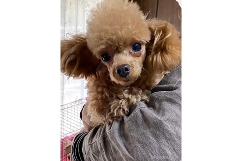 ナルトくんくん1枚目