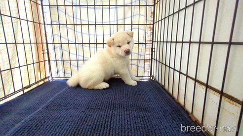 成約済のの柴犬-332598