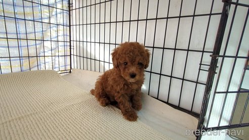 成約済の茨城県のトイプードル-314608の2枚目