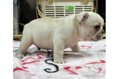 成約済の愛媛県のフレンチブルドッグ-342221の5枚目