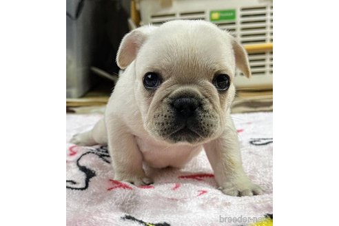 成約済の愛媛県のフレンチブルドッグ-342221の4枚目