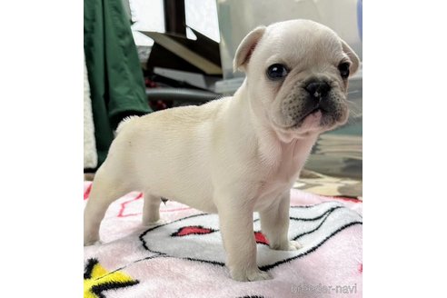 成約済の愛媛県のフレンチブルドッグ-342233の8枚目