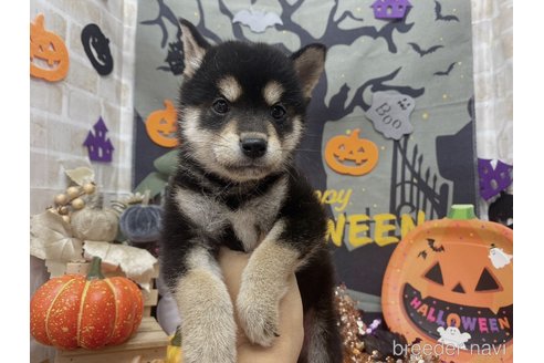 成約済の東京都の柴犬-343397の5枚目