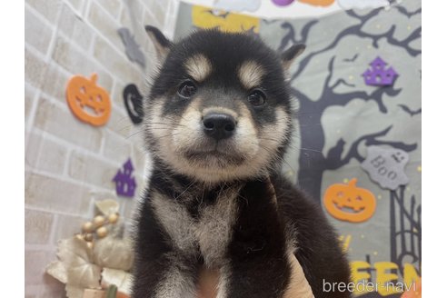 成約済の東京都の柴犬-343397の6枚目