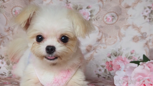 成約済の岡山県のミックス犬-343405の1枚目
