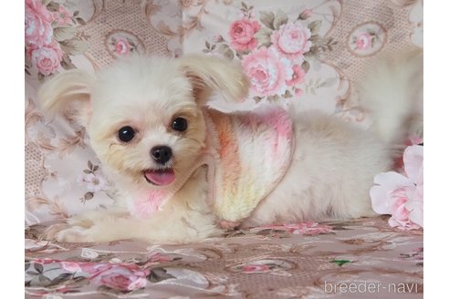 成約済の岡山県のミックス犬-343405の2枚目