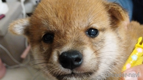成約済の千葉県の柴犬-339406の1枚目