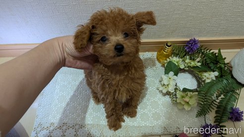 成約済の広島県のタイニープードル-325925の30枚目