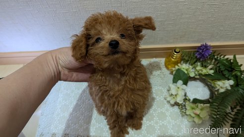 成約済の広島県のタイニープードル-325925の28枚目