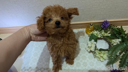 成約済の広島県のタイニープードル-325925の29枚目