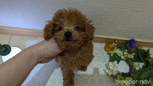 成約済の広島県のタイニープードル-325925の26枚目