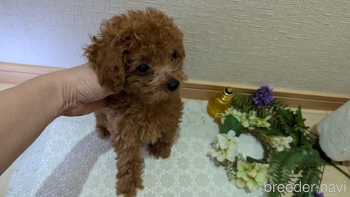 成約済の広島県のタイニープードル-325925の27枚目