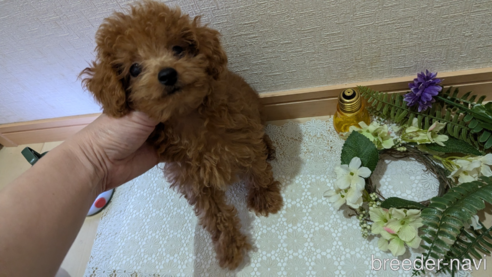 成約済の広島県のタイニープードル-325925の23枚目