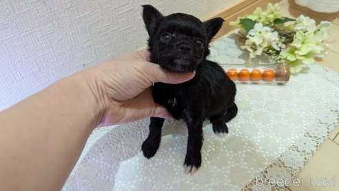 成約済の広島県のチワプー:チワワ×トイプードル-341209の83枚目