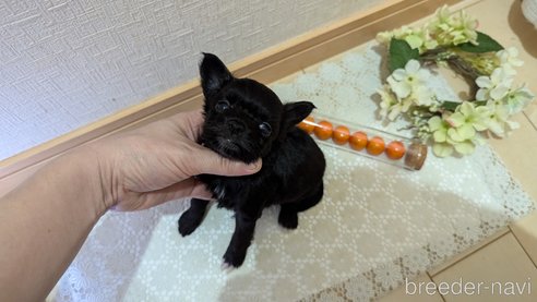 成約済の広島県のチワプー:チワワ×トイプードル-341209の81枚目