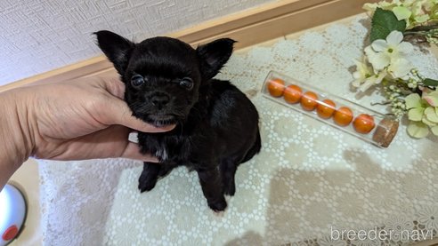 成約済の広島県のチワプー:チワワ×トイプードル-341209の80枚目