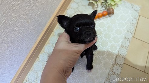 成約済の広島県のチワプー:チワワ×トイプードル-341209の79枚目