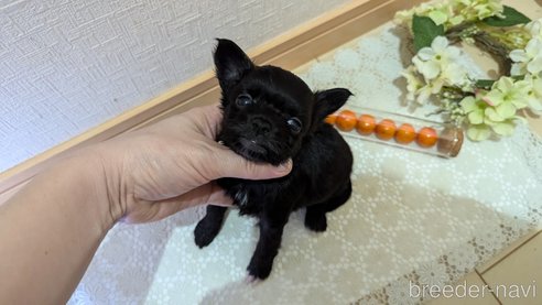 成約済の広島県のチワプー:チワワ×トイプードル-341209の78枚目
